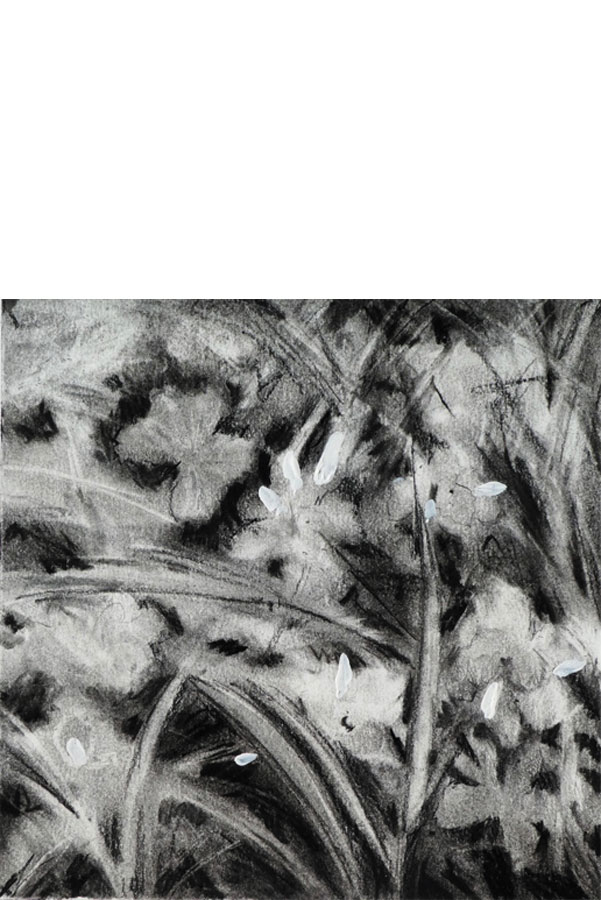 cliquez pour agrandir Ariane de Briey dessins